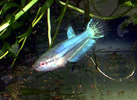 Betta Fry 7.5 weeks